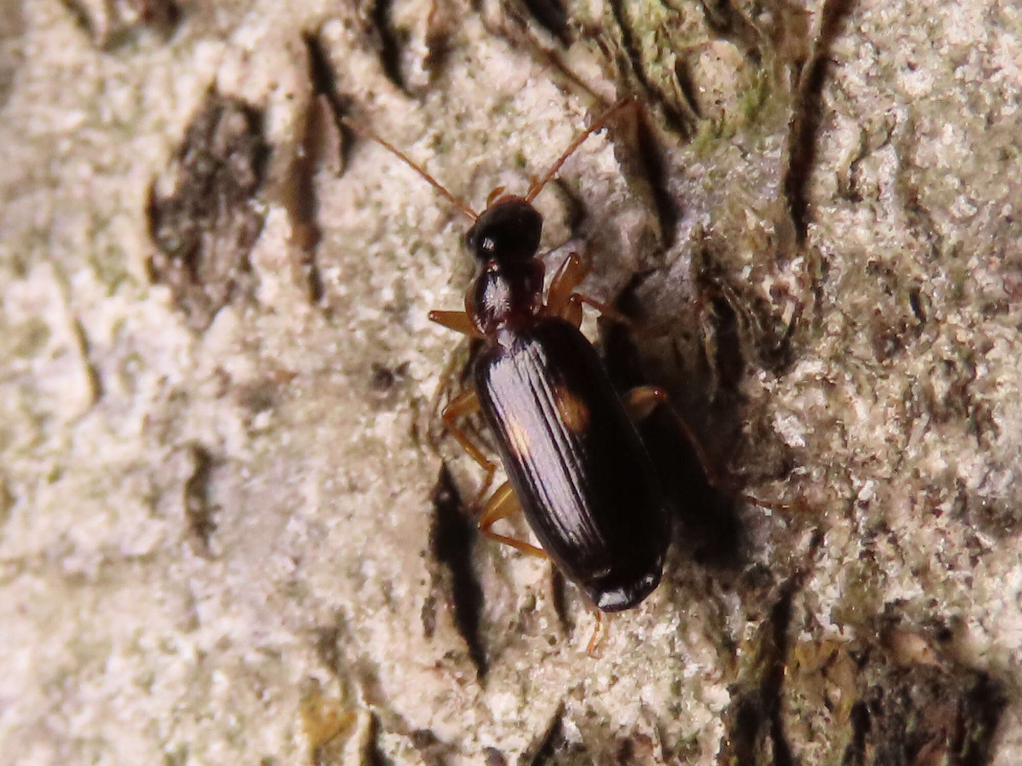 Слика од Dromius (Dromius) fenestratus (Fabricius 1794)