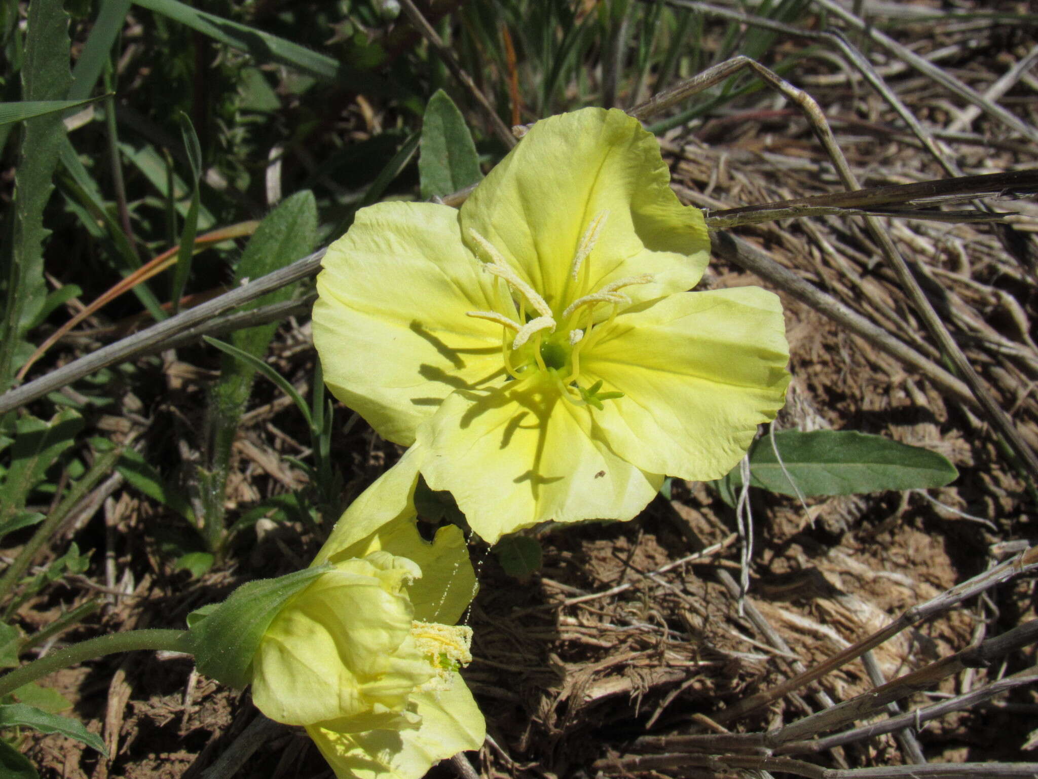 Image of Evening primrose