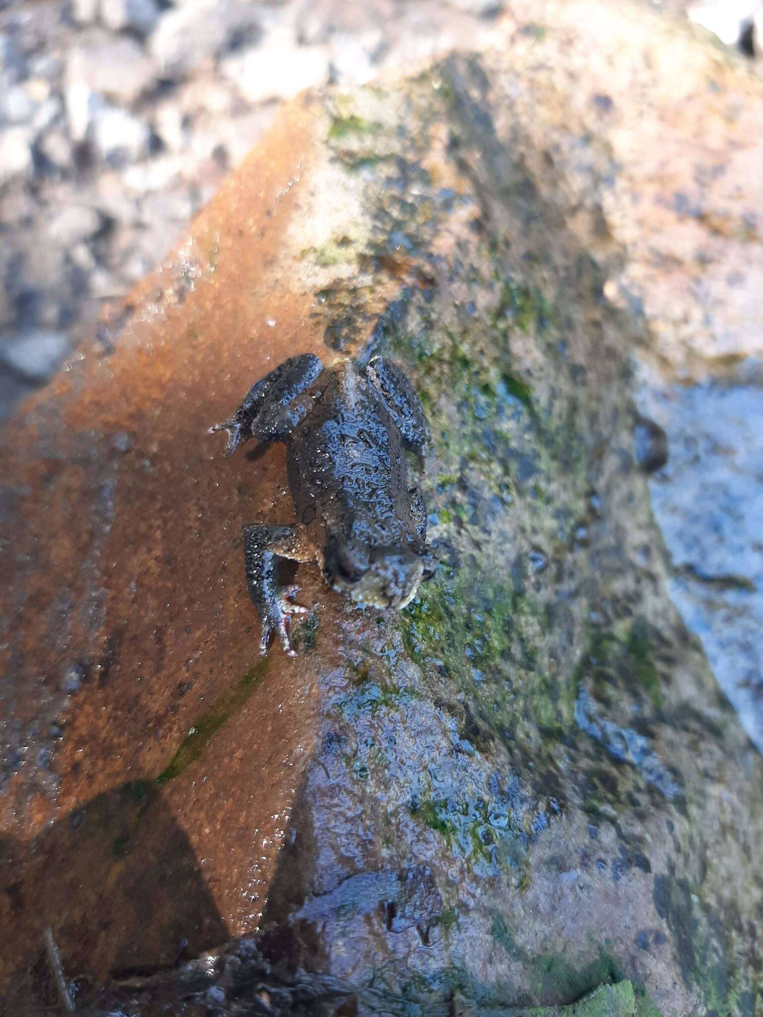 Image of Rivera Redbelly Toad