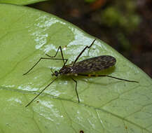 Image of Amphineurus (Amphineurus) bicinctus Edwards 1923