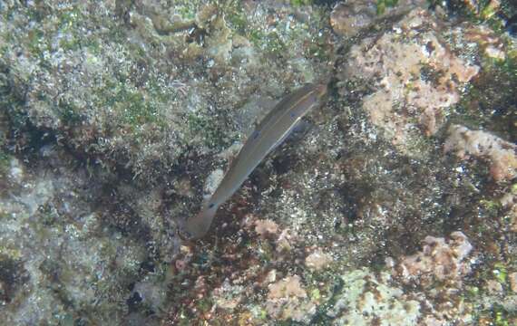 Image of Chameleon wrasse