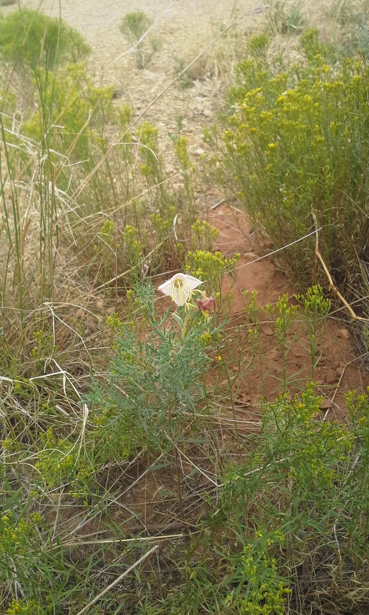 Image of crownleaf evening primrose