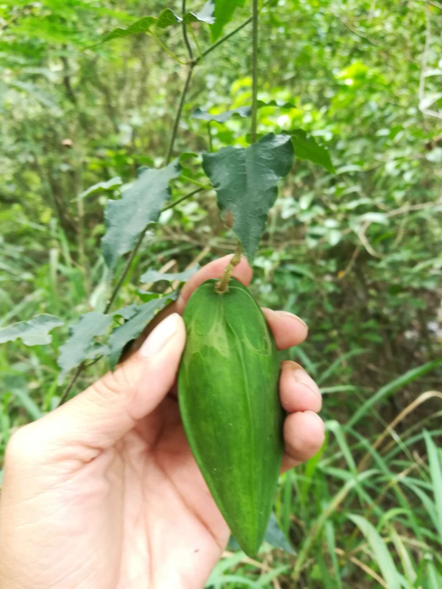 Image of Matelea calcarata (R. E. Woodson) R. E. Woodson