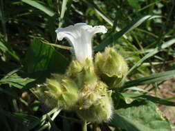 Imagem de Odonellia hirtiflora (M. Mart. & Gal.) K. Robertson