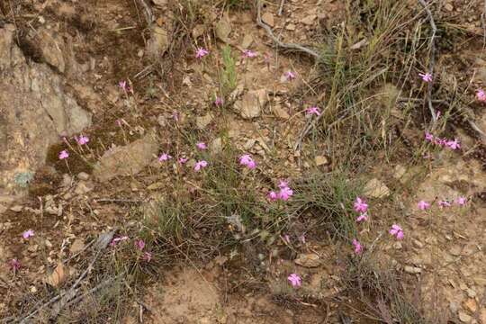 Image of Dianthus basuticus Burtt Davy