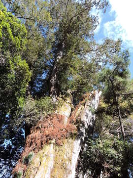 Image of Formosan Cypress