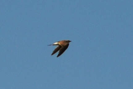 Image of Collared Pratincole