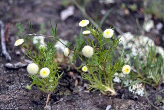 Imagem de Cotula bipinnata Thunb.