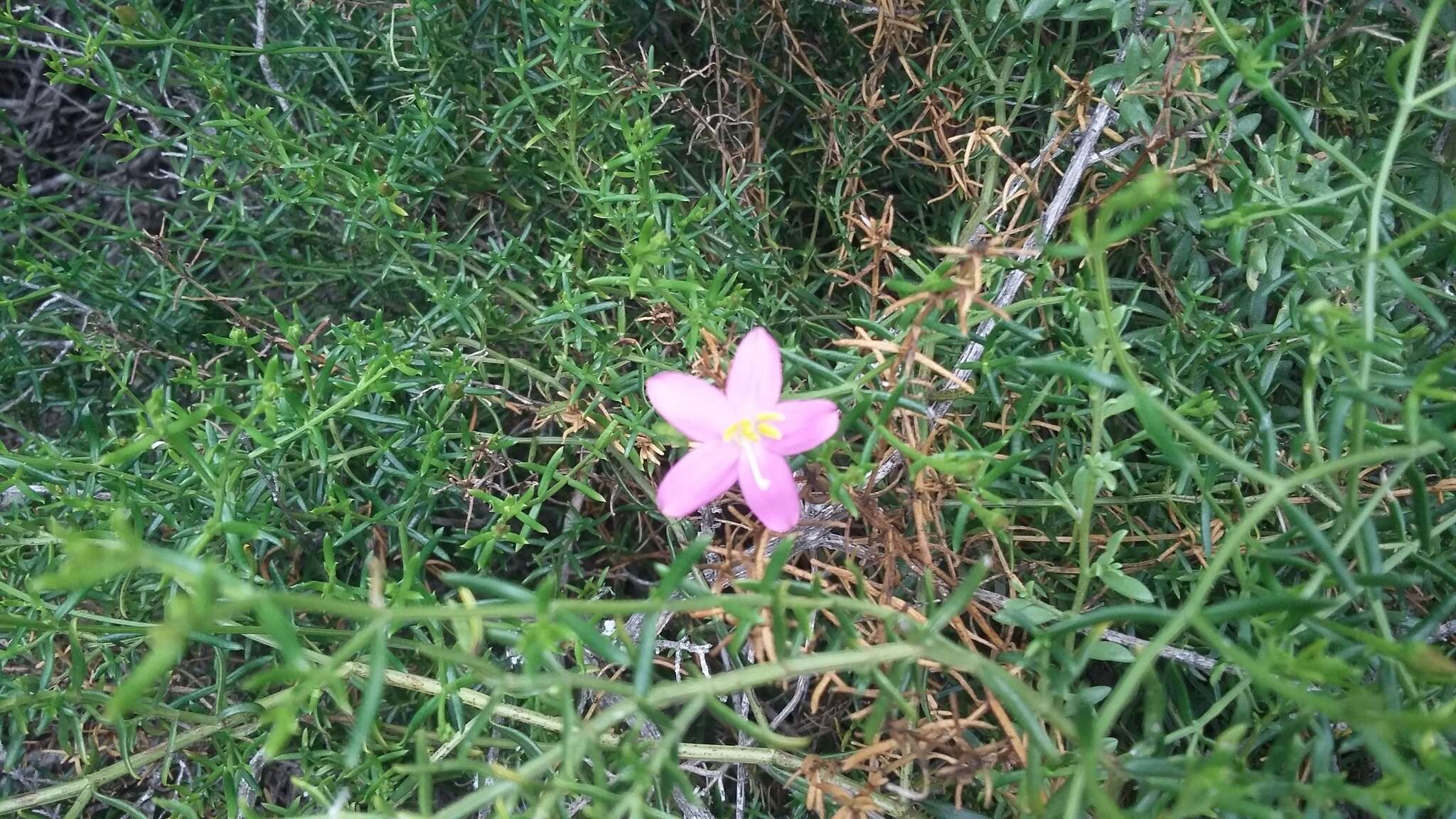 Image de Chironia baccifera L.