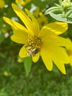 Image of Sunflower Andrena