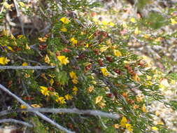 Imagem de Aspalathus lactea subsp. adelphea R. Dahlgren