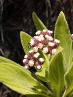 Image of Psiadia anchusifolia (Poir.) Cordem.