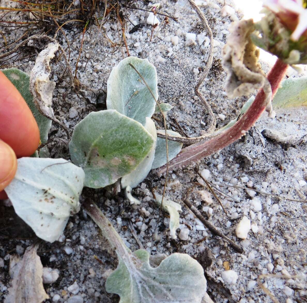 Image de Arctotis verbascifolia Harv.