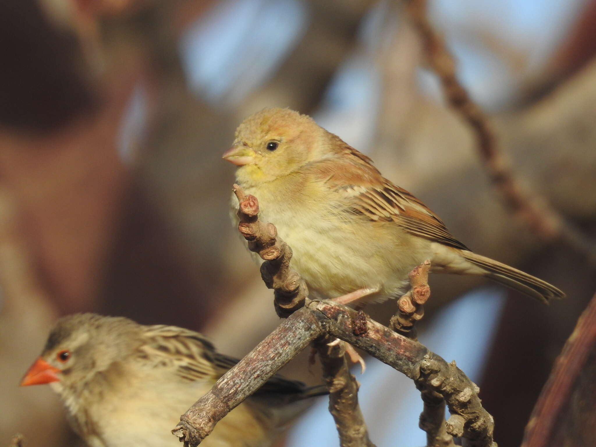 Image of Sudan Golden Sparrow