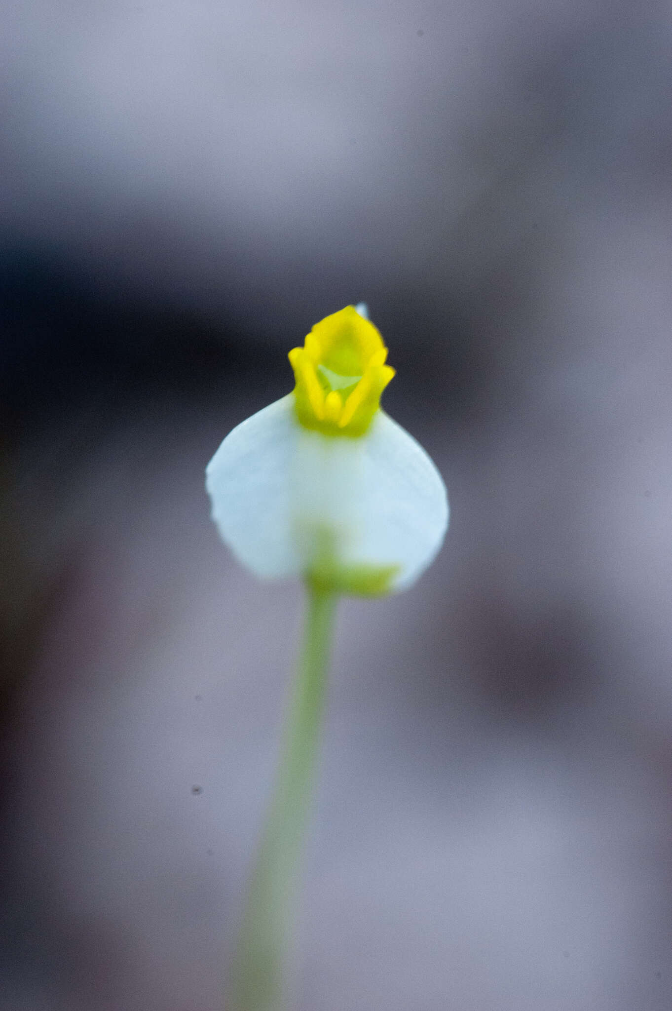 Image of Burmannia bicolor Mart.