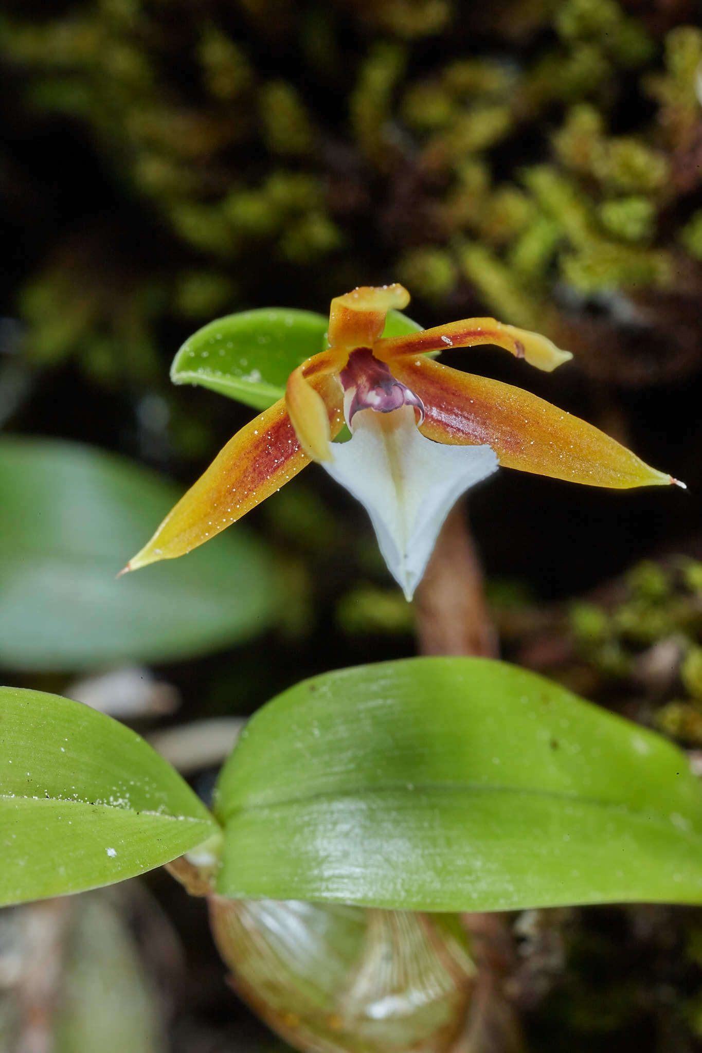 Image of Dinema polybulbon (Sw.) Lindl.