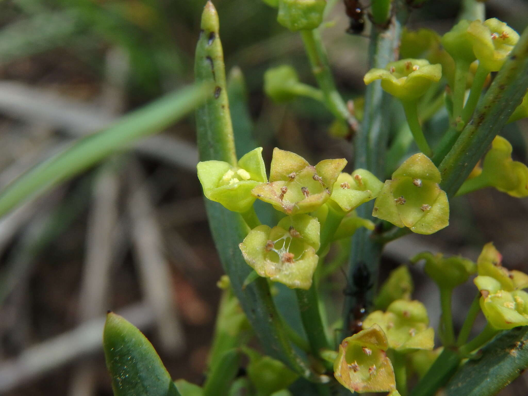 Image of Osyris alba L.