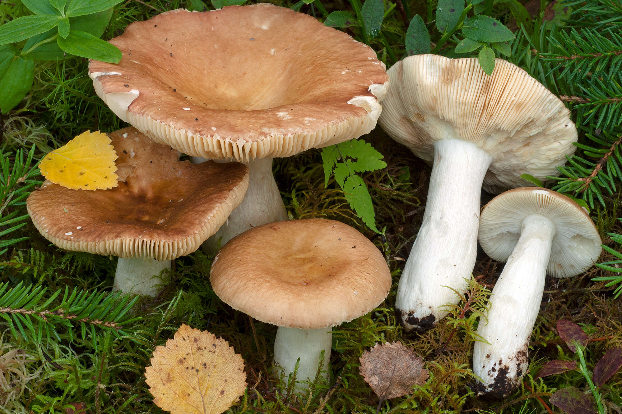 Image of Russula cremeoavellanea Singer 1936