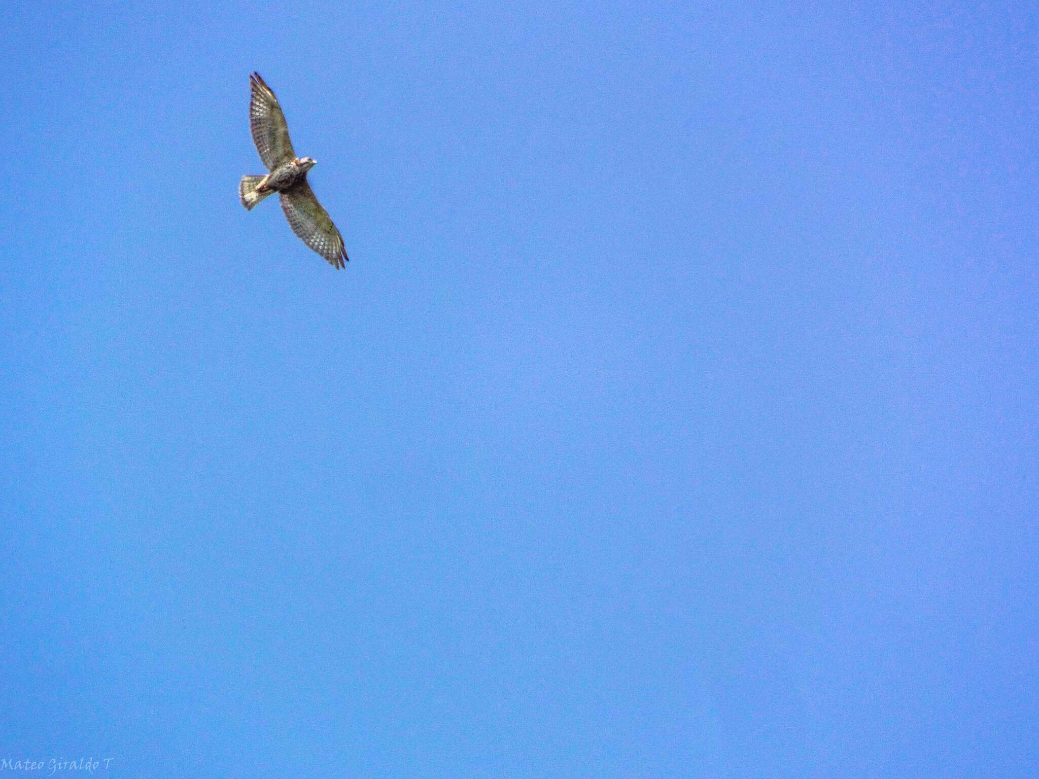 Imagem de Buteo albigula Philippi 1899