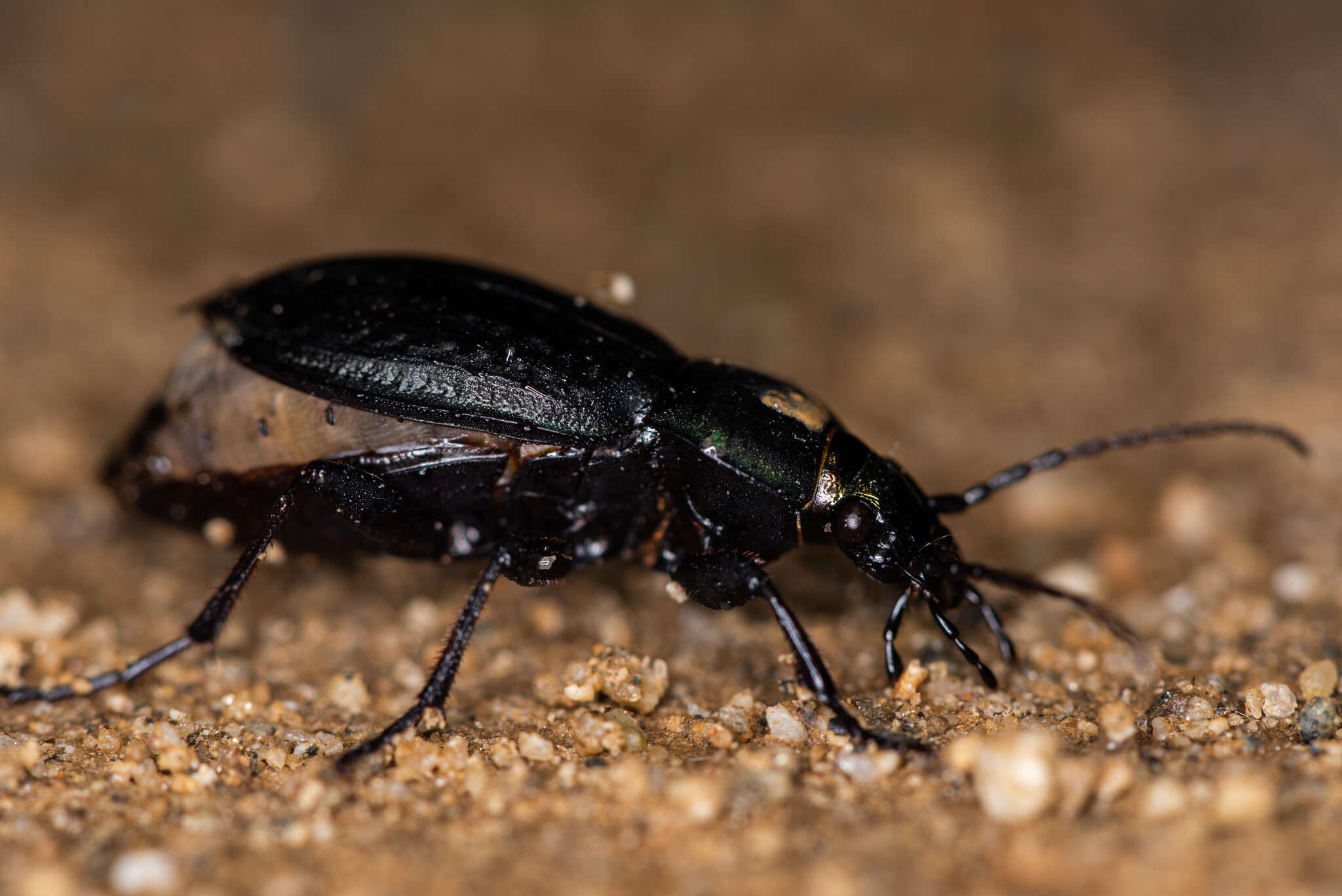 Plancia ëd Carabus (Eucarabus) arcensis faldermanni Dejean 1829