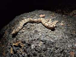 Image of Dunn's Hognose Viper