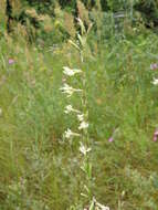 Image of Silene tatarica (L.) Pers.