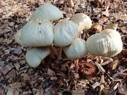 Image de Agrocybe rivulosa Nauta 2003