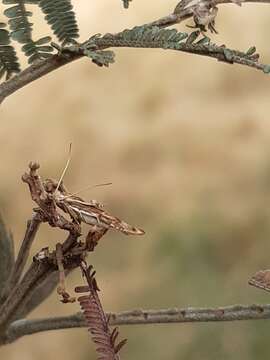 Image of Stathmopoda cephalaea Meyrick 1897