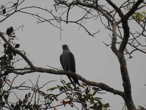 Image of Plumbeous Kite