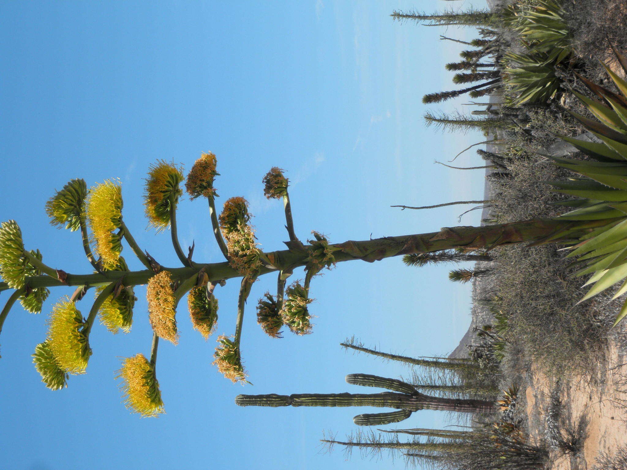 Image of Agave shawii subsp. goldmaniana (Trel.) Gentry