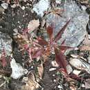 Image of Poinsettia