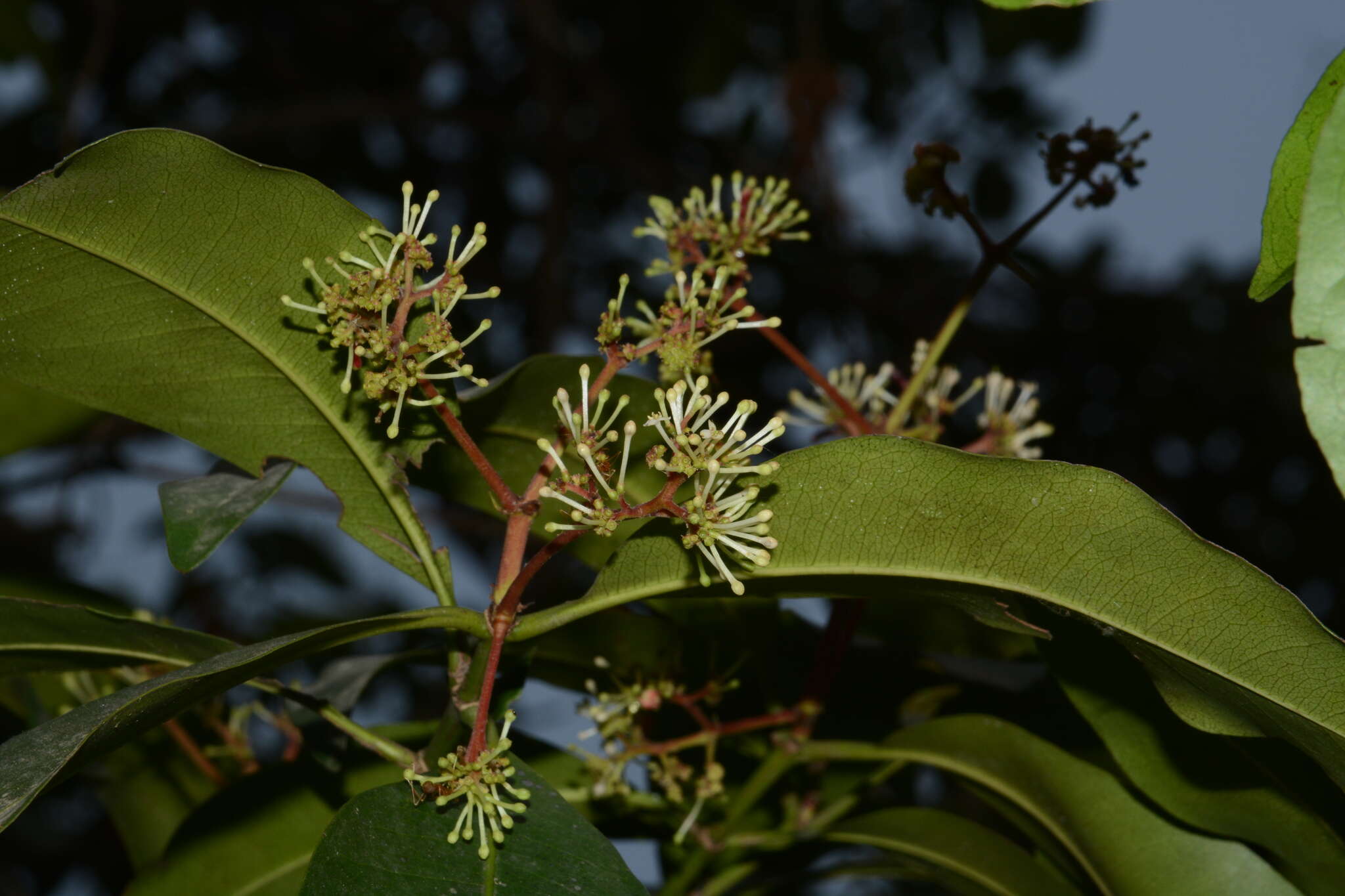 Image of Ixora brachiata Roxb.