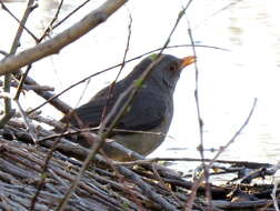 Image of Karoo Thrush