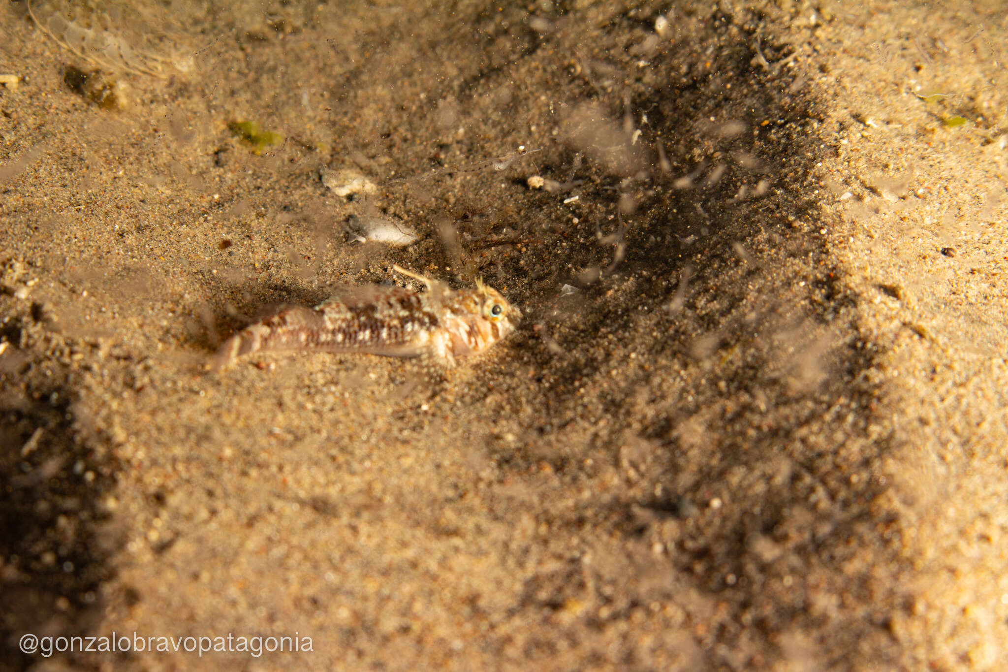 Image of Cunningham&#39;s triplefin