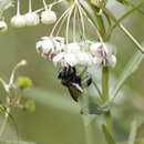 Xylocopa bombylans (Fabricius 1775) resmi