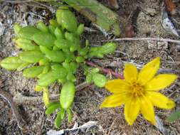 Image of Gazania maritima Levyns