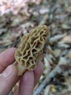 Image of Morchella diminutiva M. Kuo, Dewsbury, Moncalvo & S. L. Stephenson 2013