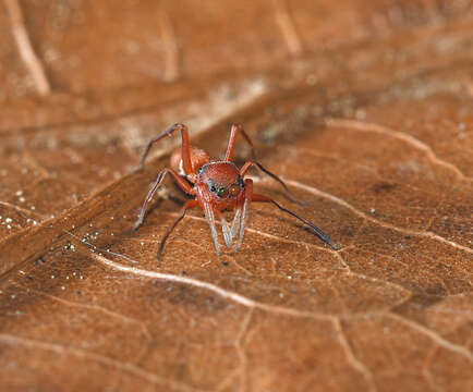 Image of Peckhamia scorpionia (Hentz 1846)