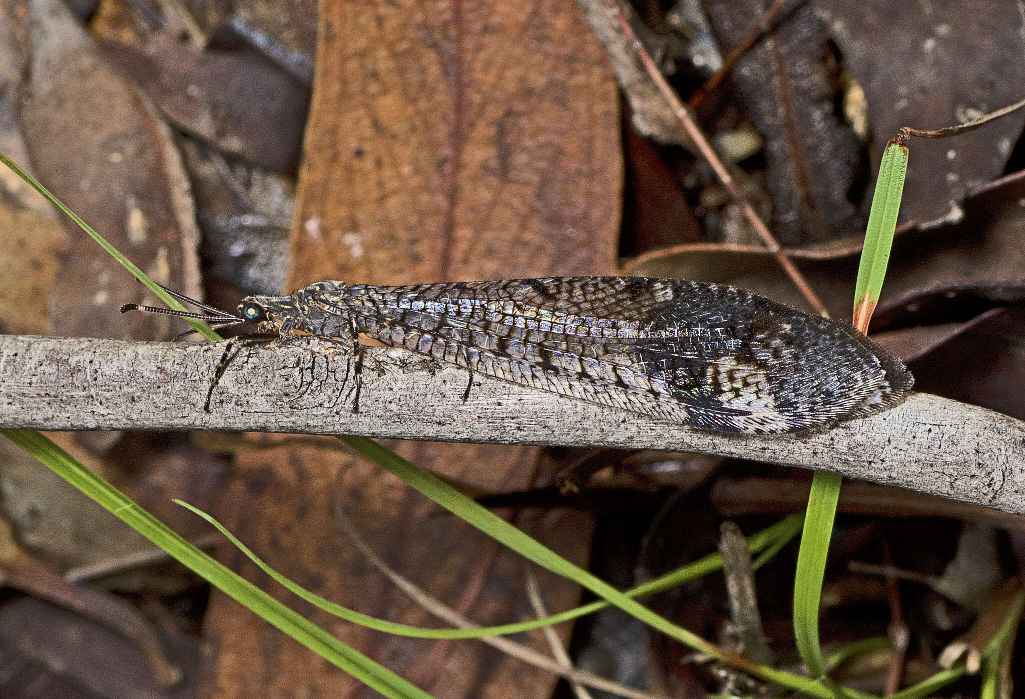 Image of Glenoleon pulchellus (Rambur 1842)