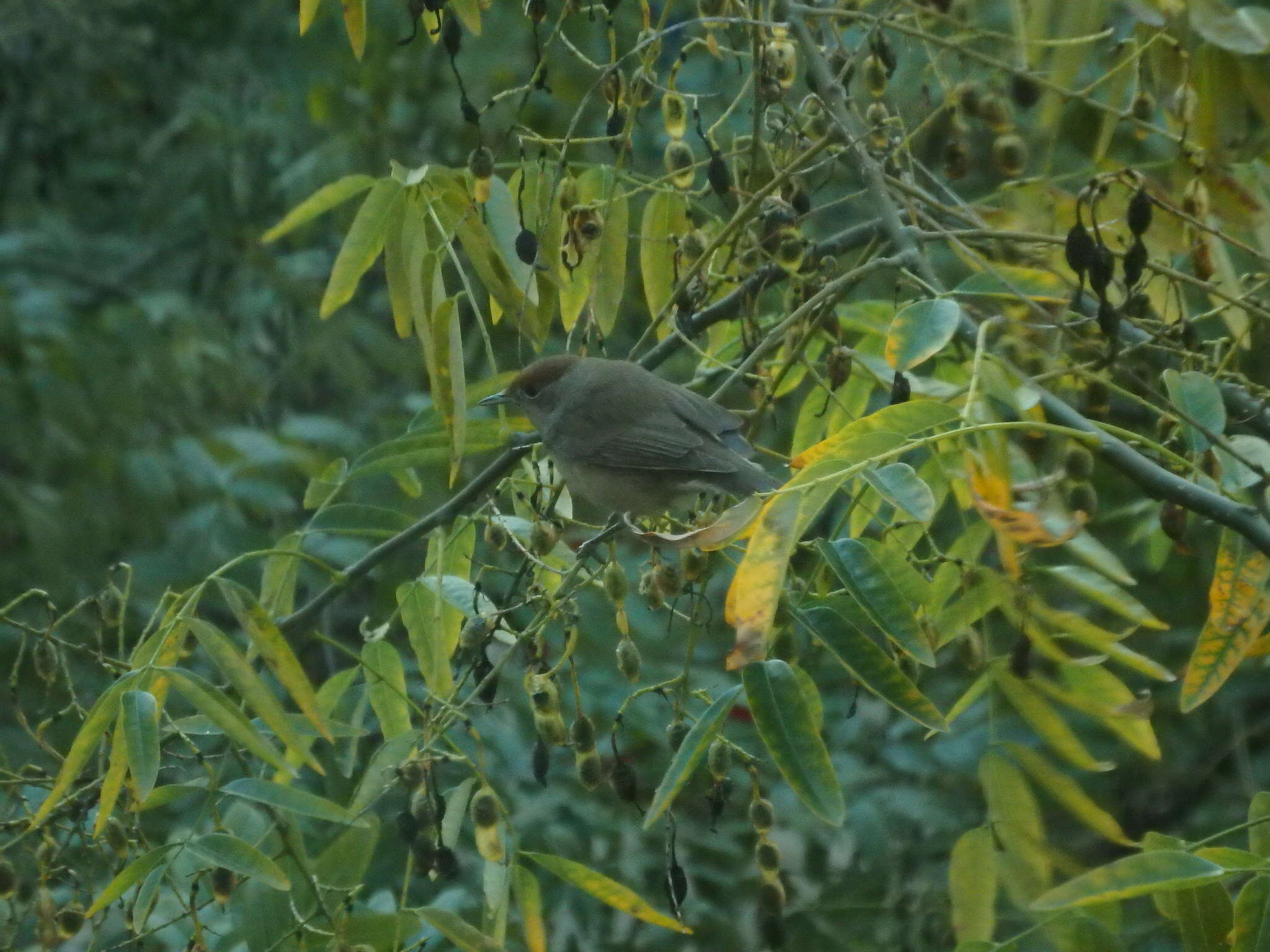 Image of Blackcap