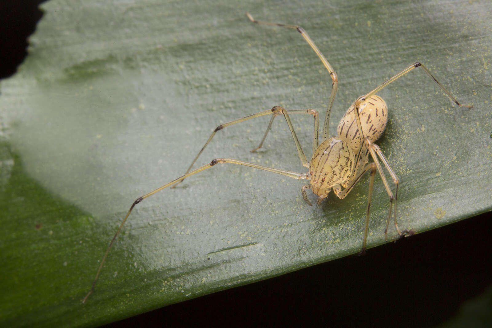 Image of Scytodes pallida Doleschall 1859