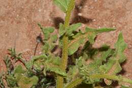 Image of Double Namaqua marigold