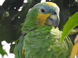 Image of Orange-winged Amazon