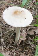 Image of Marasmius nigrodiscus (Peck) Halling 1983