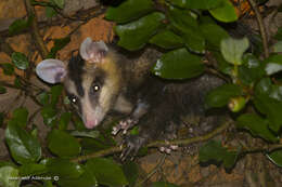 Image of White-eared Opossum