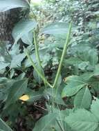 Image of eastern bluestar