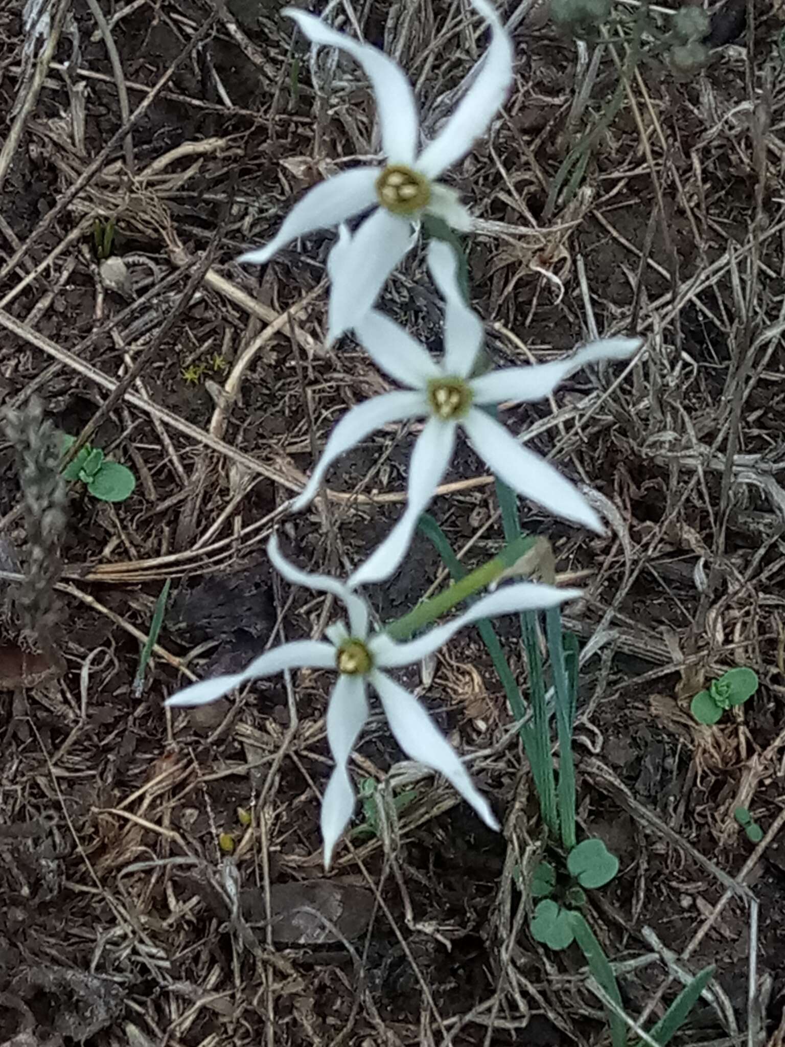 Image of Narcissus elegans (Haw.) Spach