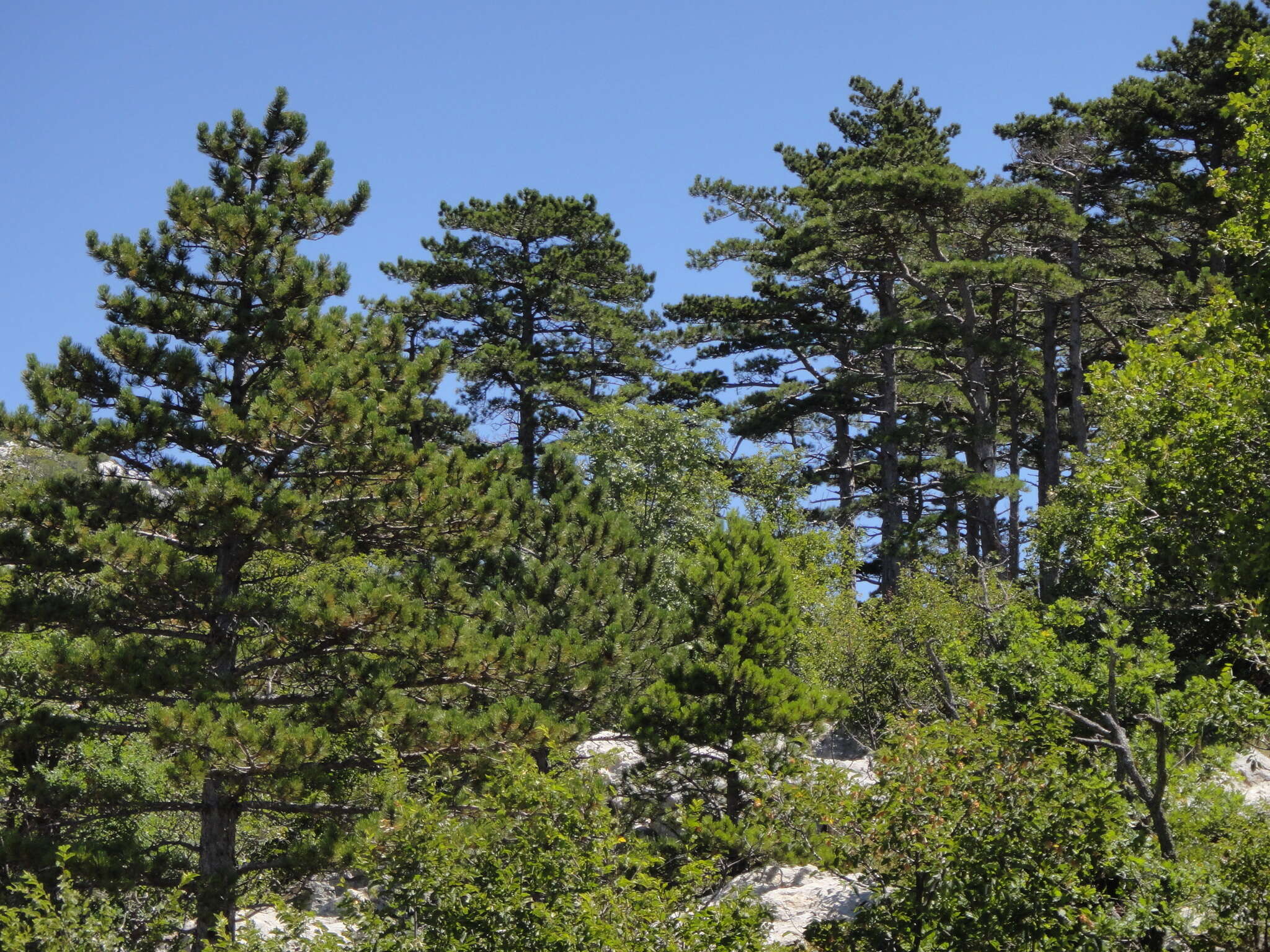 Image of Pinus nigra subsp. dalmatica (Vis.) Franco