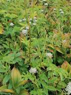 Imagem de Sanguisorba alpina Bunge