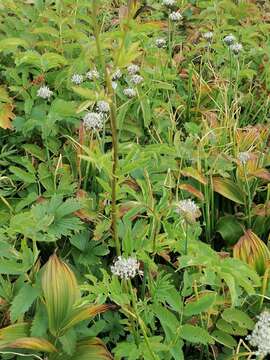 Imagem de Sanguisorba alpina Bunge